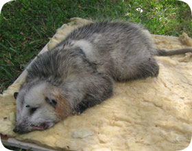 dead opossum