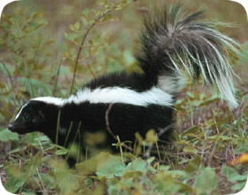Florida Skunk