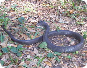 Florida Snake