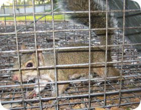Squirrel Trap