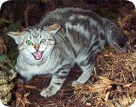 Stray Cat